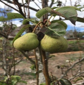 Pear Fruit